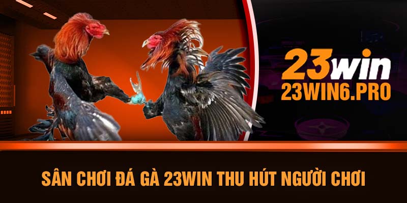 Sân chơi đá gà 23WIN thu hút người chơi